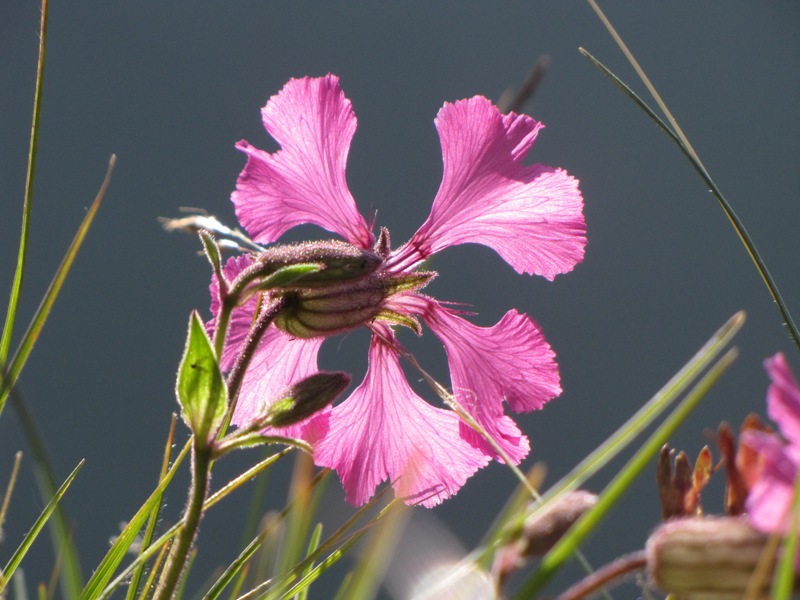 Silene elisabethae / Silene di Elisabetta